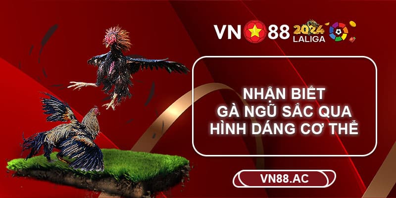 Gà ngũ sắc có những đặc trưng riêng về hình dáng cơ thể