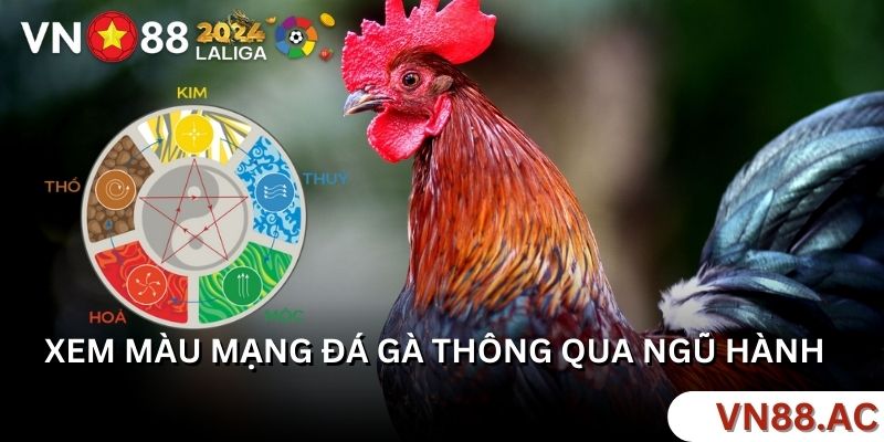 Làm thế nào để chọn gà đá giỏi theo hệ thống ngũ hành?