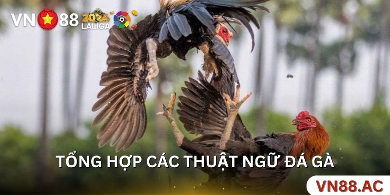 Tổng hợp các thuật ngữ đá gà thường gặp